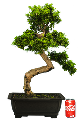 Fukien Tea (Specimen) #130